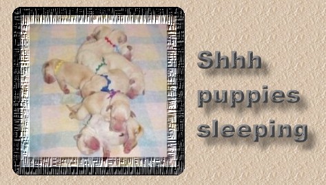 shhhhh puppies sleeping